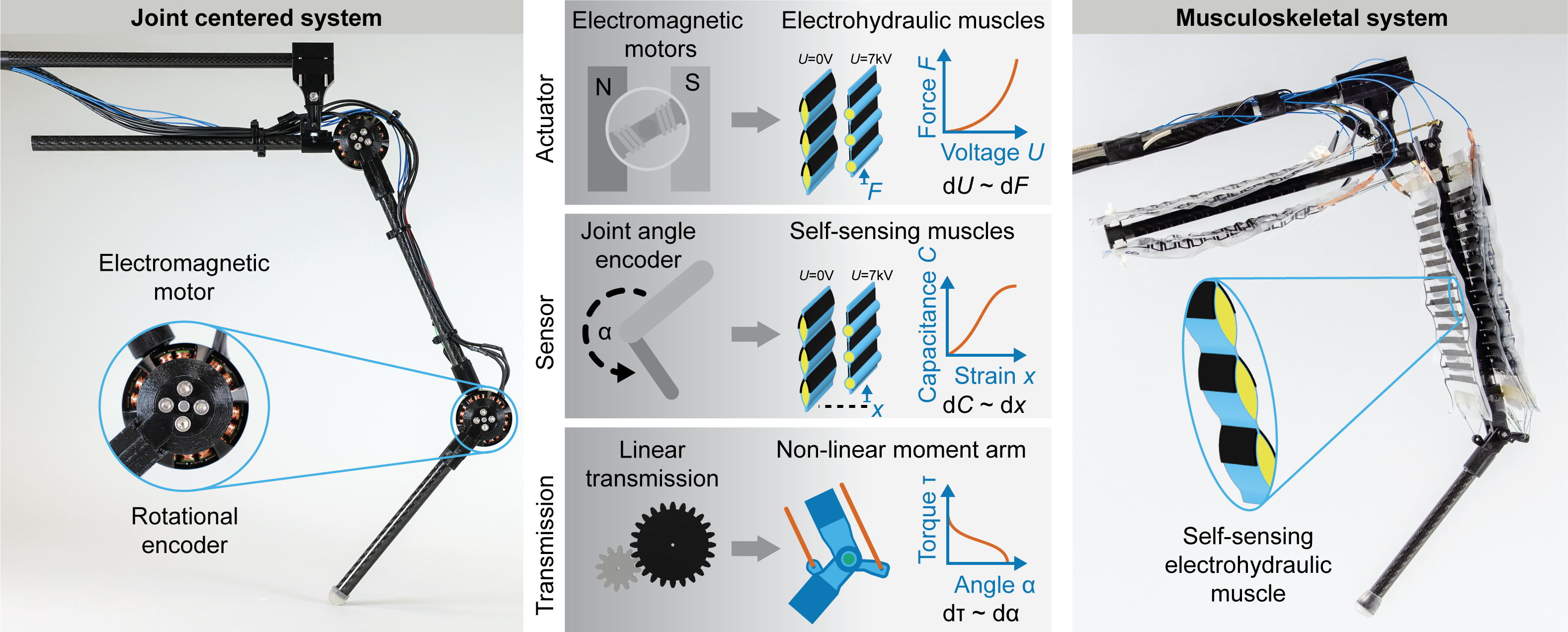 From Joint-Centered Systems to Musculoskeletal Systems